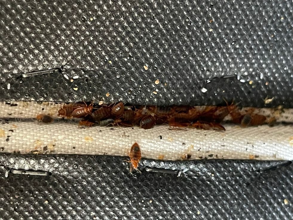 Primer plano de chinches en colchón, señal de infestación en cama en CDMX